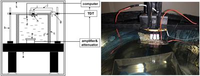 Experimental study on the effect of sound stimulation on hearing and behavior of juvenile black rockfish (Sebastes schlegelii)